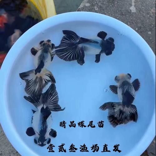 潘氏金魚有哪些特色品種？（潘氏金魚有哪些特色品種及種？） 潘氏金魚有哪些特色品種？（潘氏金魚有哪些特色品種及種？） 龍魚百科 第9張