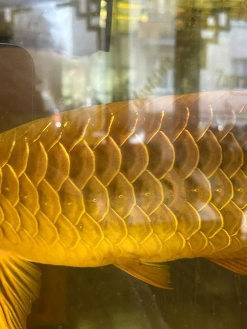 潘氏金魚有哪些特色品種？（潘氏金魚有哪些特色品種及種？） 潘氏金魚有哪些特色品種？（潘氏金魚有哪些特色品種及種？） 龍魚百科 第14張