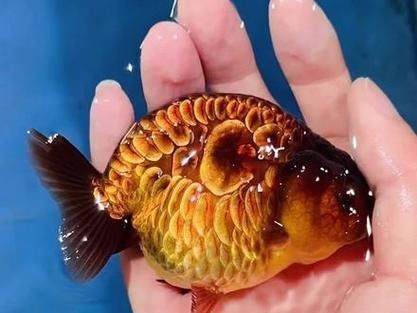 潘氏金魚有哪些特色品種？（潘氏金魚有哪些特色品種及種？） 潘氏金魚有哪些特色品種？（潘氏金魚有哪些特色品種及種？） 龍魚百科 第18張