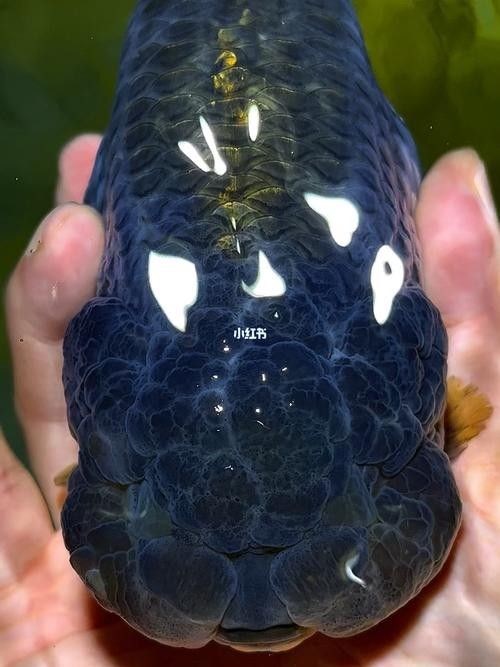 潘氏金魚有哪些特色品種？（潘氏金魚有哪些特色品種及種？） 潘氏金魚有哪些特色品種？（潘氏金魚有哪些特色品種及種？） 龍魚百科 第15張