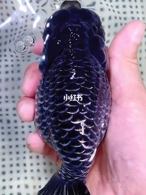 潘氏金魚有哪些特色品種？（潘氏金魚有哪些特色品種及種？） 潘氏金魚有哪些特色品種？（潘氏金魚有哪些特色品種及種？） 龍魚百科 第13張