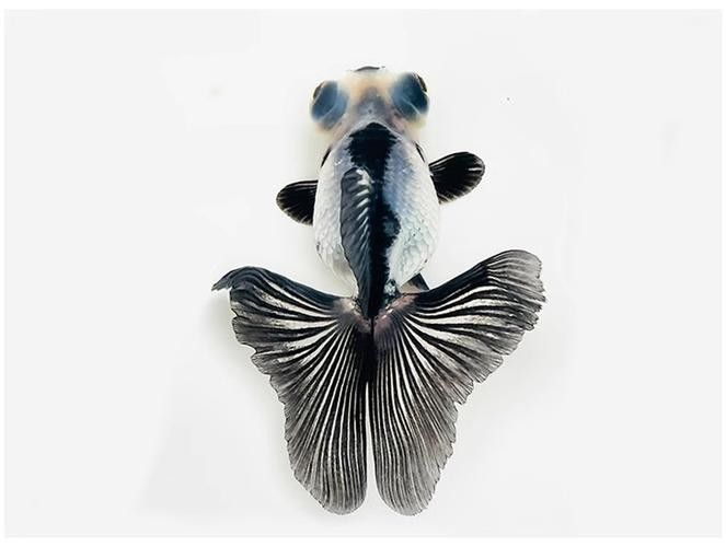 潘氏金魚有哪些特色品種？（潘氏金魚有哪些特色品種及種？） 潘氏金魚有哪些特色品種？（潘氏金魚有哪些特色品種及種？） 龍魚百科 第11張