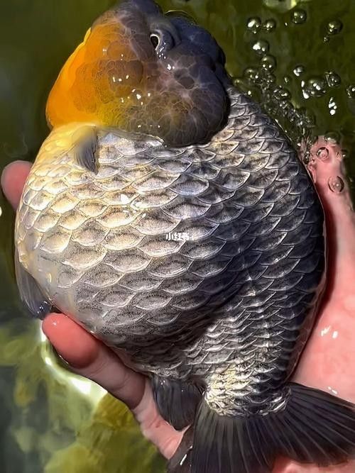 潘氏金魚有哪些特色品種？（潘氏金魚有哪些特色品種及種？） 潘氏金魚有哪些特色品種？（潘氏金魚有哪些特色品種及種？） 龍魚百科 第17張