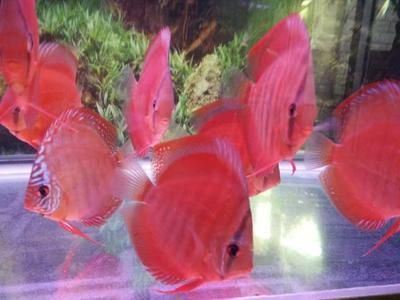 觀賞魚生長速度排行(中大型熱帶魚的生長速度相對較快) 觀賞魚百科 第1張 觀賞魚生長速度排行(中大型熱帶魚的生長速度相對較快) 觀賞魚生長速度排行(中大型熱帶魚的生長速度相對較快) 觀賞魚百科 第1張