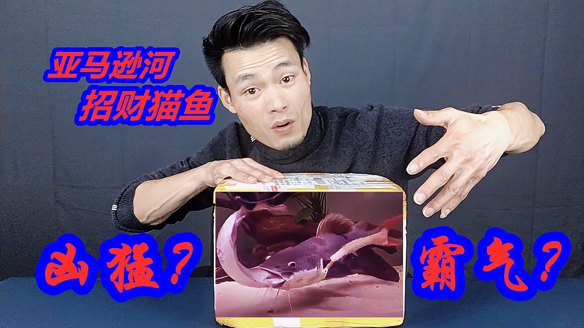 如何避免招財貓魚攻擊其他魚（招財貓魚攻擊其他魚的方法）