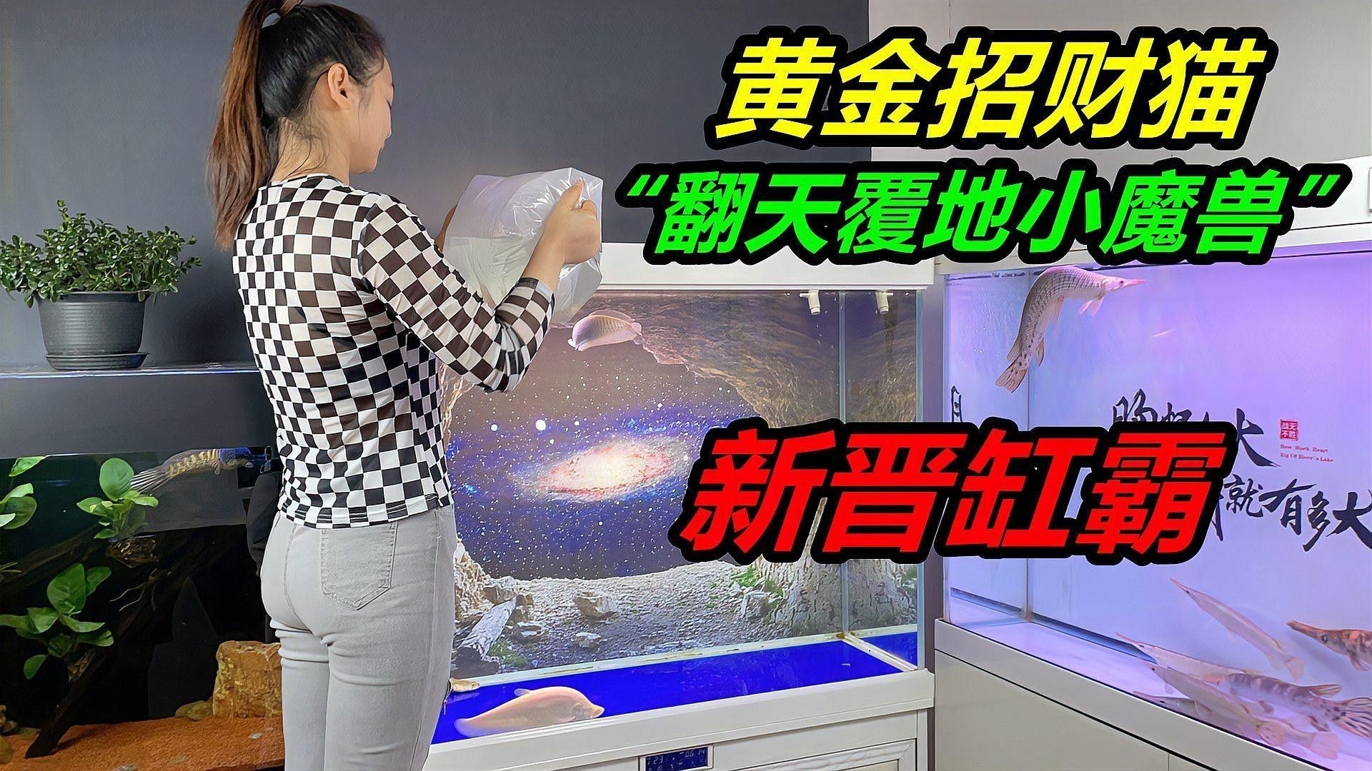 如何避免招財貓魚攻擊其他魚（招財貓魚攻擊其他魚的方法）
