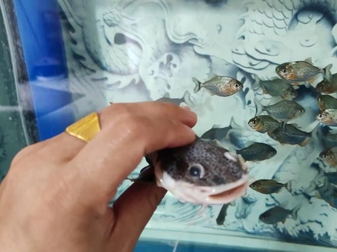 如何避免招財貓魚攻擊其他魚（招財貓魚攻擊其他魚的方法）