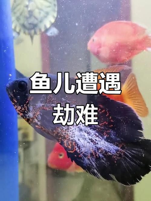 如何避免招財貓魚攻擊其他魚（招財貓魚攻擊其他魚的方法）