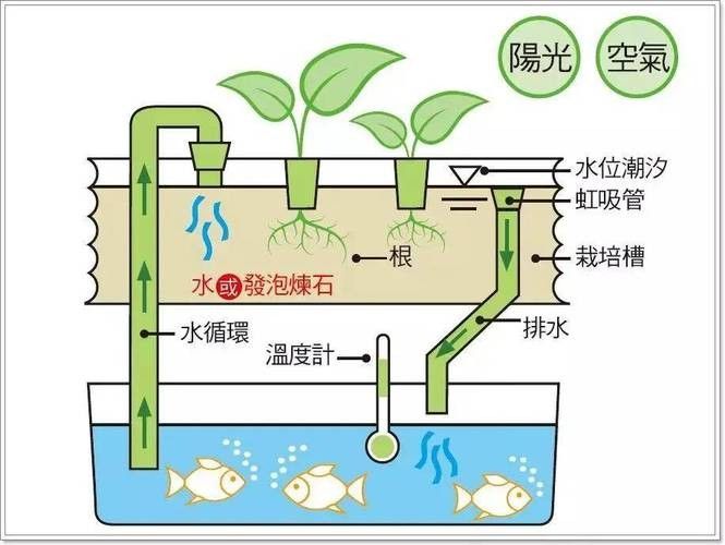 混養初期需要注意哪些事項？（混養初期，養殖戶需要注意以下幾個關鍵事項以確保養殖環境的健康）