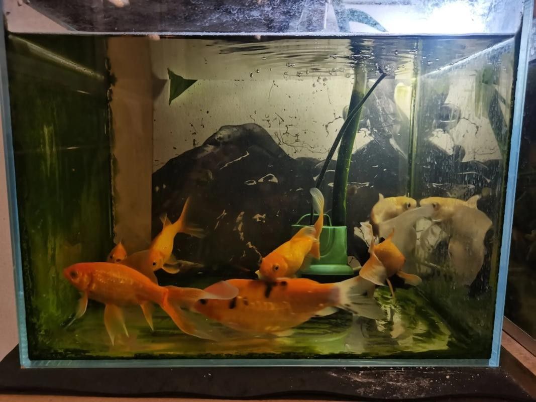 混養初期需要注意哪些事項？（混養初期，養殖戶需要注意以下幾個關鍵事項以確保養殖環境的健康）