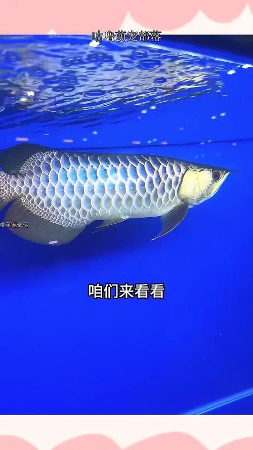 李亞四龍魚生病期間多久喂一次食，亞四龍魚在生病期間的喂食頻率需要根據其具體病情和醫生的建議來確定