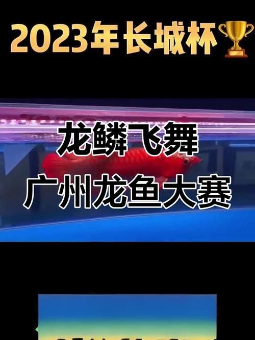 龍魚天下平臺如何加入？（商家入駐龍魚天下平臺需要哪些資質？）