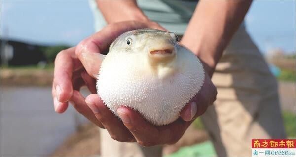 坦洲鎮有龍魚養殖場嗎？（中山市坦洲鎮有龍魚養殖場嗎？）