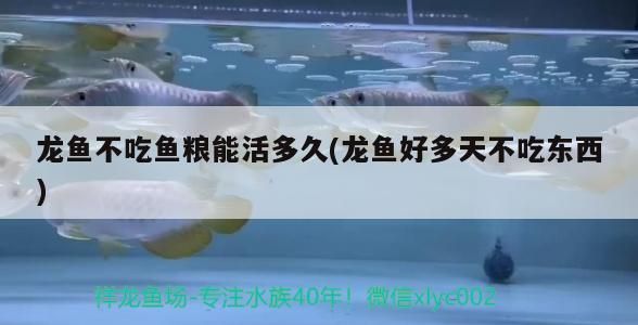龍魚不吃魚糧能活多久(龍魚好多天不吃東西)（金龍魚不吃魚糧能活多久） 龍魚不吃魚糧能活多久(龍魚好多天不吃東西)（金龍魚不吃魚糧能活多久） 觀賞魚百科