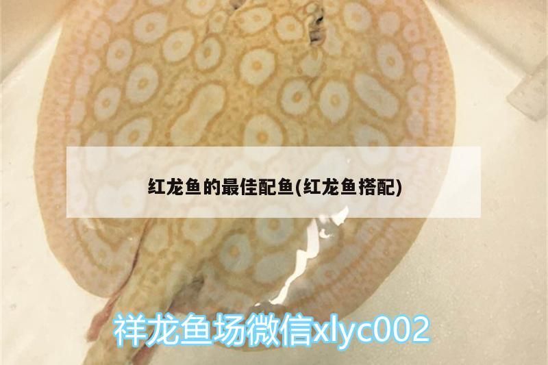 紅龍魚(yú)的最佳配魚(yú)(紅龍魚(yú)搭配)（紅龍魚(yú)適合跟紅龍魚(yú)混養(yǎng)的魚(yú)有哪些魚(yú)類(lèi)混養(yǎng)的魚(yú)兒）
