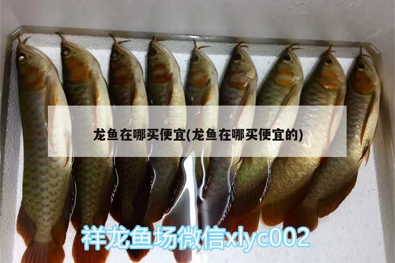 魚缸用增氧泵價(jià)格是多少:魚缸增氧機(jī)-xtrac增氧機(jī)-xtrac增氧機(jī) 龍魚在哪買便宜(龍魚在哪買便宜的)(龍魚在哪買便宜) 觀賞魚百科 龍魚在哪買便宜(龍魚在哪買便宜的)(龍魚在哪買便宜) 龍魚在哪買便宜(龍魚在哪買便宜的)(龍魚在哪買便宜) 觀賞魚百科