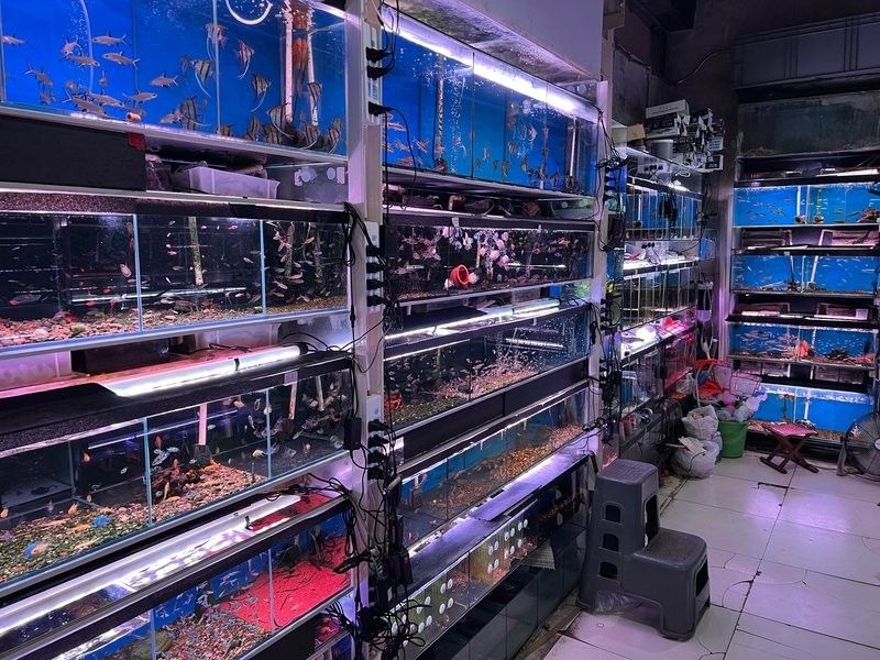 龍魚的起源歷史，白色的金龍魚、橙紅龍魚、橙紅龍魚、黃金龍魚、青龍魚、青龍魚