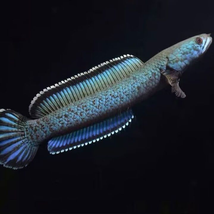 北京哪里可以買到高端雷龍魚？
