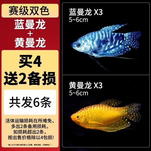 有哪些品牌的水草適合龍魚（適合龍魚的水草品牌）