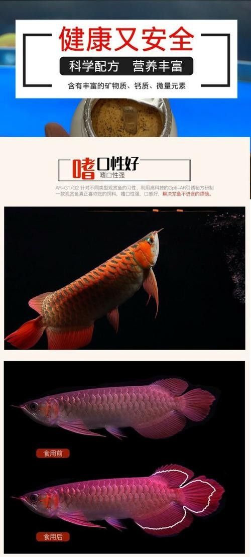 有哪些品牌的水草適合龍魚（適合龍魚的水草品牌）