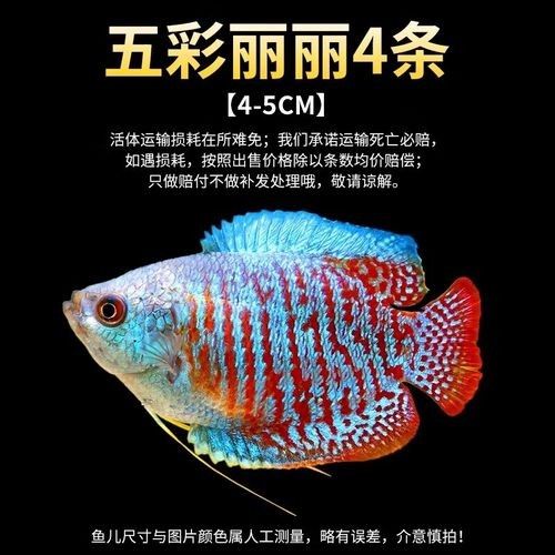 有哪些品牌的水草適合龍魚（適合龍魚的水草品牌）