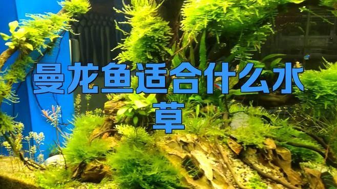 有哪些品牌的水草適合龍魚（適合龍魚的水草品牌）