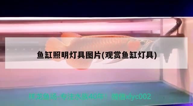 魚缸照明燈具圖片(觀賞魚缸燈具)（關于魚缸照明燈具的介紹）