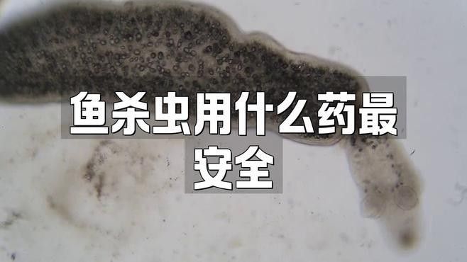 哪些中藥制劑適合龍魚(yú)除蟲(chóng) 哪些中藥制劑適合龍魚(yú)除蟲(chóng) 龍魚(yú)百科 第1張