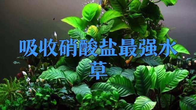 有哪些植物可以吸收硝酸鹽？