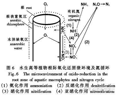 有哪些植物可以吸收硝酸鹽？