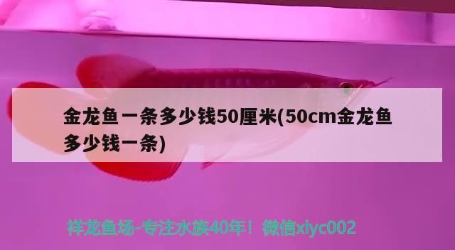 金龍魚一條多少錢50厘米(50cm金龍魚多少錢一條)