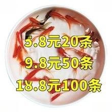 紅龍魚(yú)苗的價(jià)格范圍是多少？（廣州龍魚(yú)祥龍魚(yú)場(chǎng)紅龍魚(yú)苗價(jià)格2688貴嗎）