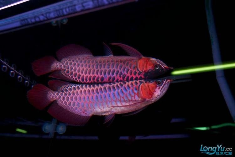 友好哪個水族館龍魚好？祥龍魚場龍魚