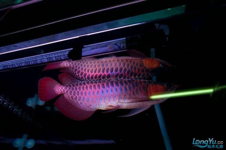 友好哪個水族館龍魚好？祥龍魚場龍魚