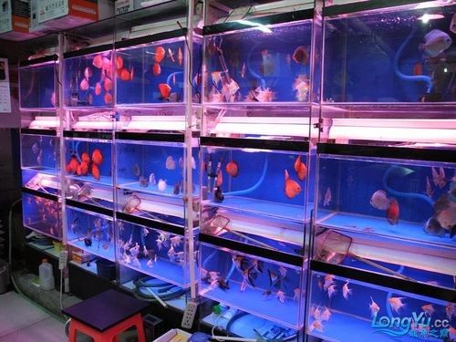 友好哪個水族館龍魚好？祥龍魚場龍魚