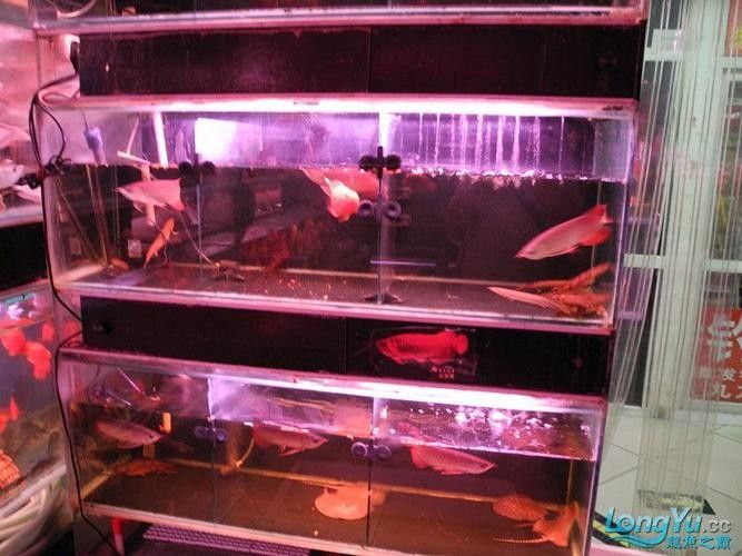 友好哪個水族館龍魚好？祥龍魚場龍魚