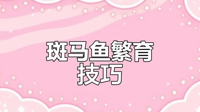 斑馬狗頭魚繁殖注意事項(xiàng)