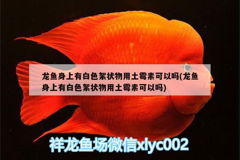 龍魚身上有白色絮狀物用土霉素可以嗎(龍魚身上有白色絮狀物用土霉素可以嗎)
