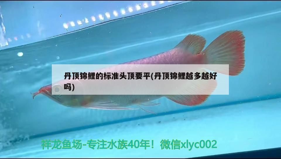 丹頂錦鯉的標準頭頂要平(丹頂錦鯉越多越好嗎) 丹頂錦鯉的標準頭頂要平(丹頂錦鯉越多越好嗎) 觀賞魚百科 第2張