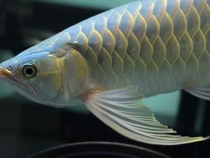 哪種BTL系列紅龍魚(yú)最稀有（btl系列紅龍魚(yú)中最稀有的品種是綠皮辣椒紅龍和綠皮辣椒紅龍）