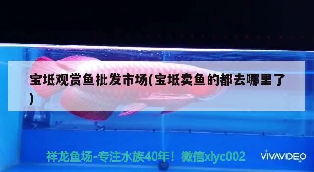 寶坻觀賞魚批發市場(寶坻賣魚的都去哪里了)