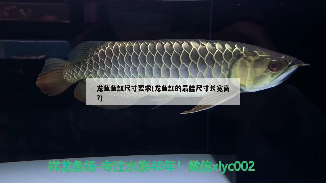 龍魚魚缸尺寸要求(龍魚缸的最佳尺寸長寬高?)