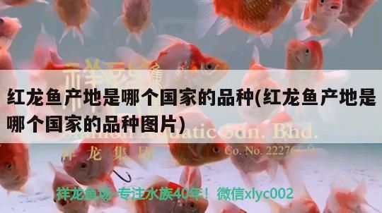 紅龍魚產地是哪個國家的品種(紅龍魚產地是哪個國家的品種圖片)
