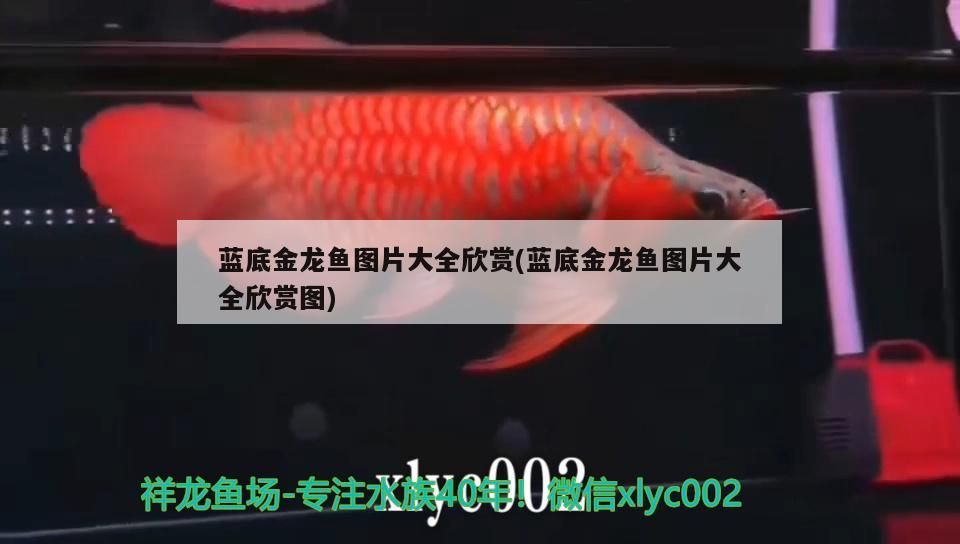 藍底金龍魚圖片大全欣賞(藍底金龍魚圖片大全欣賞圖)