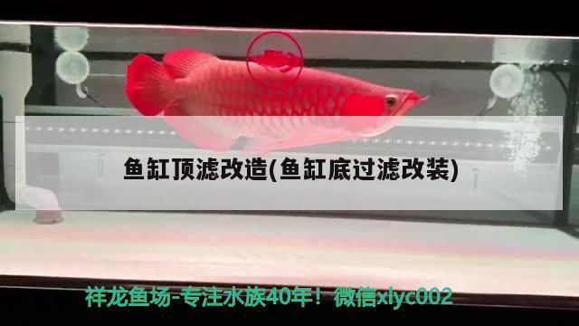 淡水魚缸造景圖片大全集（淡水海龍好養(yǎng)嗎）（淡水海龍如何飼養(yǎng)）