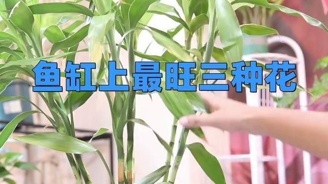 紅龍魚和招財魚混養需要哪些裝飾物？（紅龍魚和招財魚混養時需要一些特定的裝飾物來創造一個和諧且適宜的生活環境） 紅龍魚和招財魚混養需要哪些裝飾物？（紅龍魚和招財魚混養時需要一些特定的裝飾物來創造一個和諧且適宜的生活環境） 龍魚百科 第1張