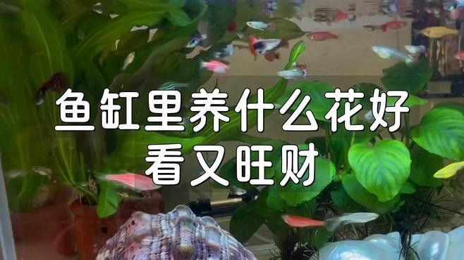 紅龍魚和招財魚混養需要哪些裝飾物？（紅龍魚和招財魚混養時需要一些特定的裝飾物來創造一個和諧且適宜的生活環境） 紅龍魚和招財魚混養需要哪些裝飾物？（紅龍魚和招財魚混養時需要一些特定的裝飾物來創造一個和諧且適宜的生活環境） 龍魚百科 第2張