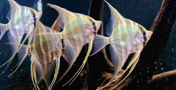 埃及神仙魚混養最佳伴侶，埃及神仙魚混養伴侶