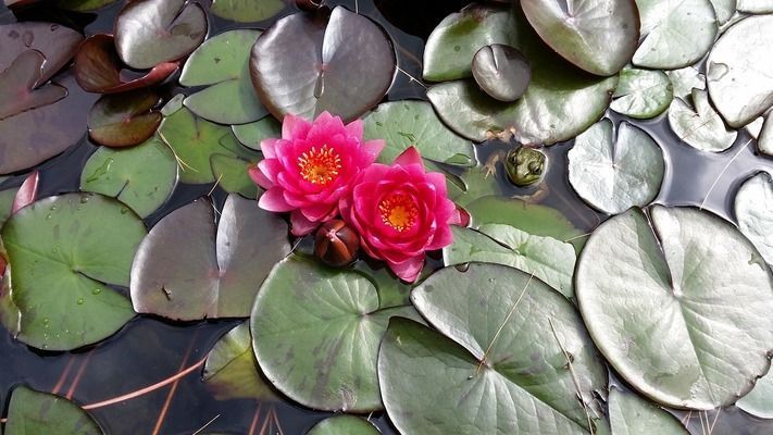 埃及神仙魚混養最佳伴侶，埃及神仙魚混養伴侶