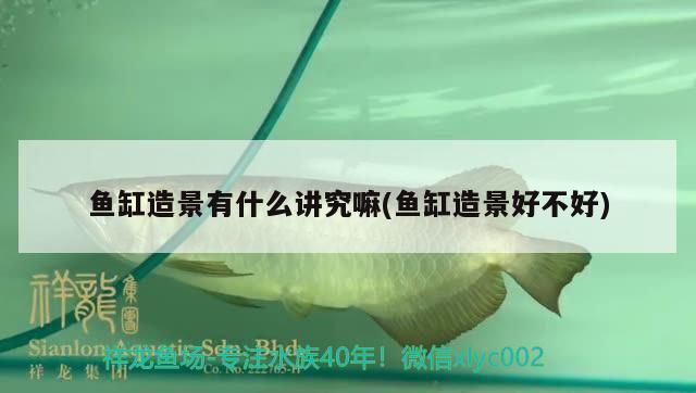 魚缸造景有什么講究嘛(魚缸造景好不好) 魚缸造景有什么講究嘛(魚缸造景好不好) 觀賞魚百科